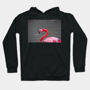 Flamingo Hoodie